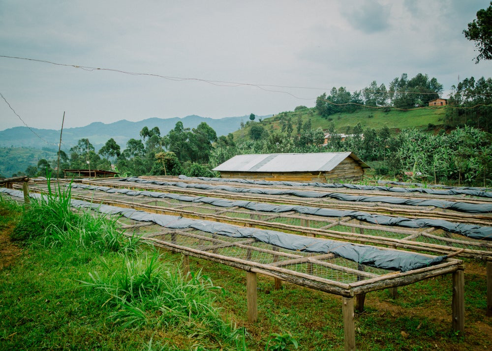 Kvalitní pražená káva na filtr | Rwanda Ngoma – Honey